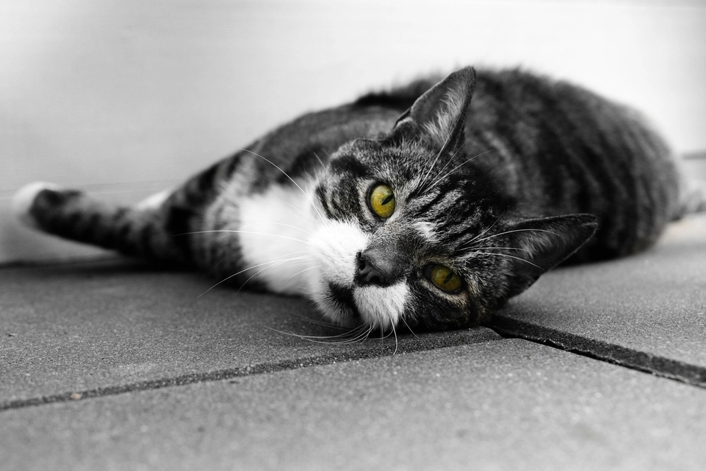 American Shorthair: The Adaptable Friend (image credits: rawpixel)