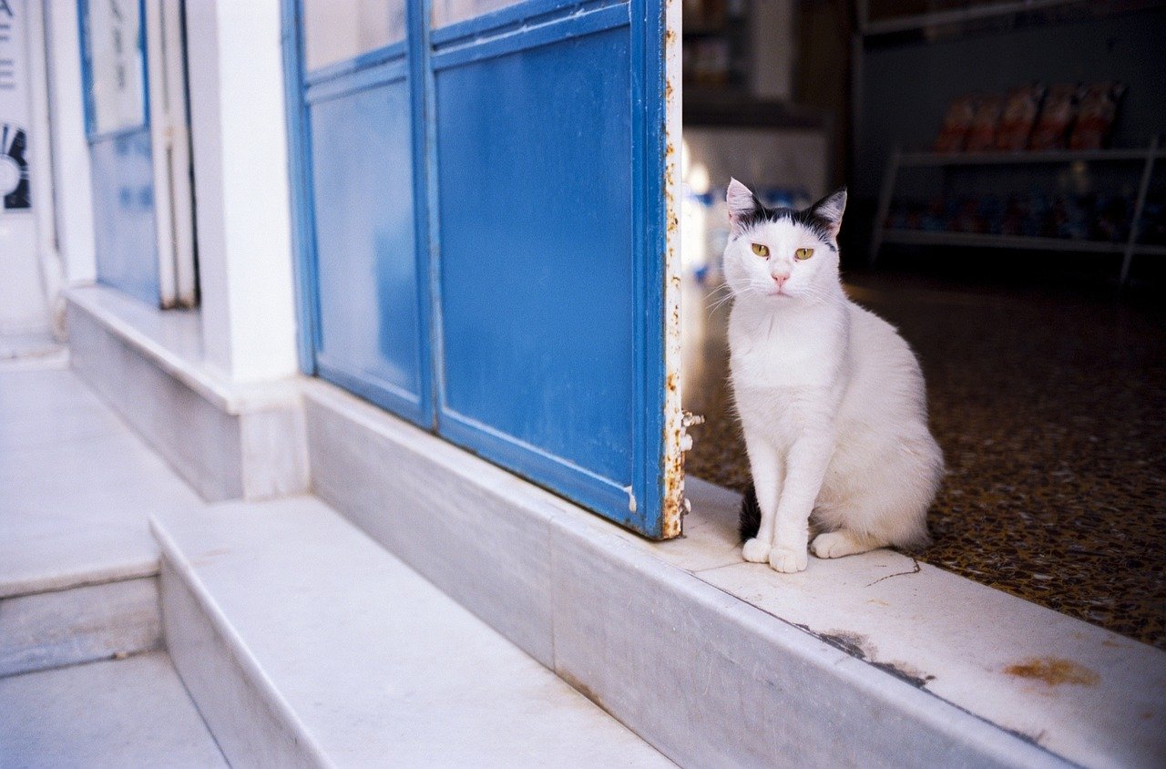 Okishima, Japan: A Hidden Cat Haven (image credits: pixabay)