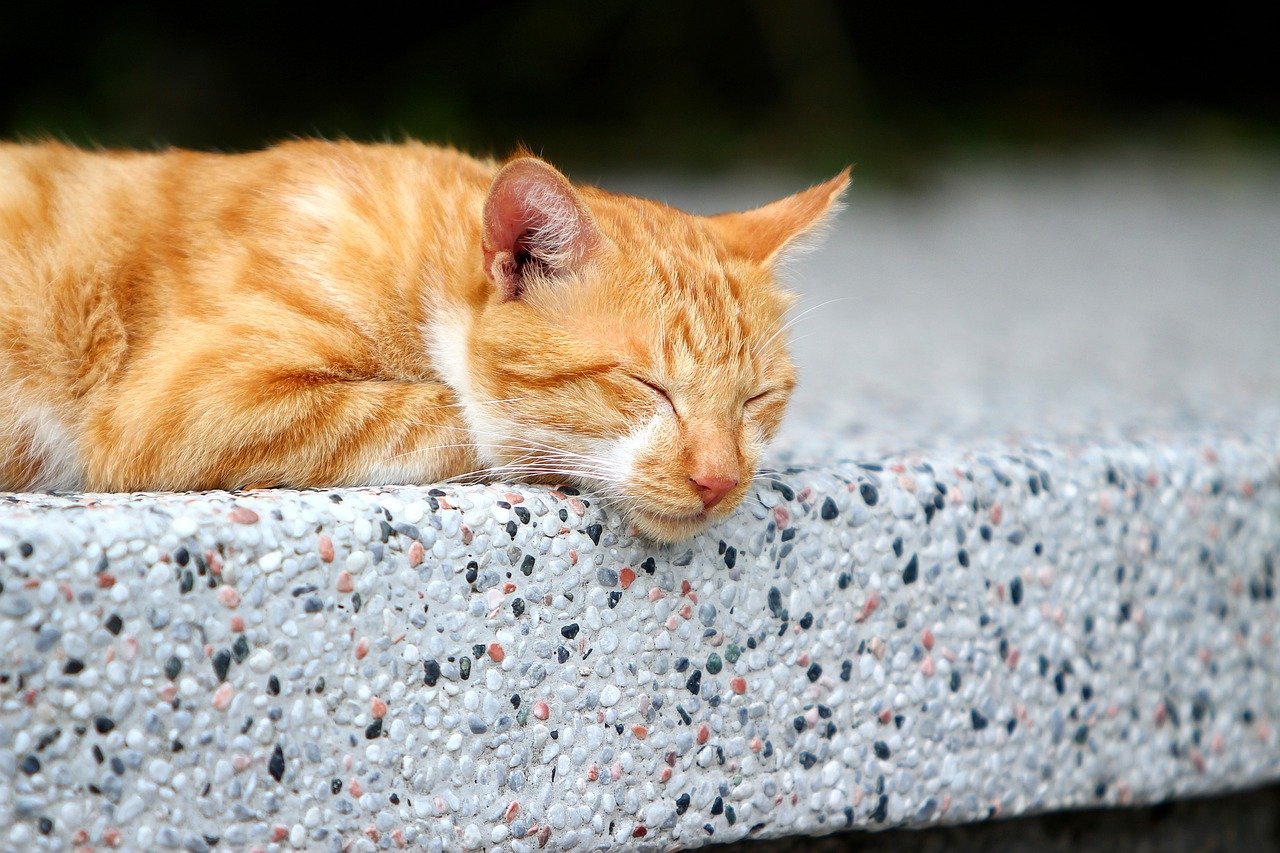 Houtong, Taiwan: The Cat Village (image credits: pixabay)