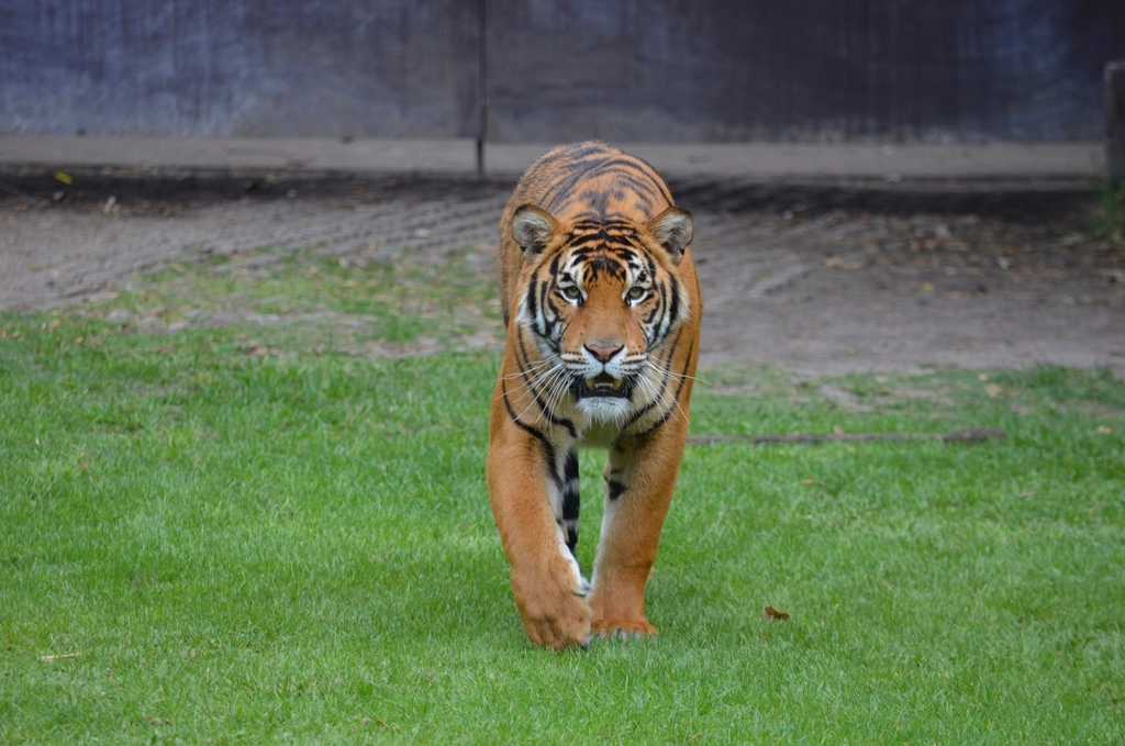 The Elusive Tiger: Master of the Jungle (image credits: rawpixel)
