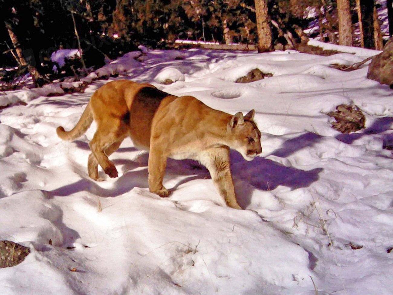 The Cougar: Silent Sentinel of the Americas (image credits: rawpixel)