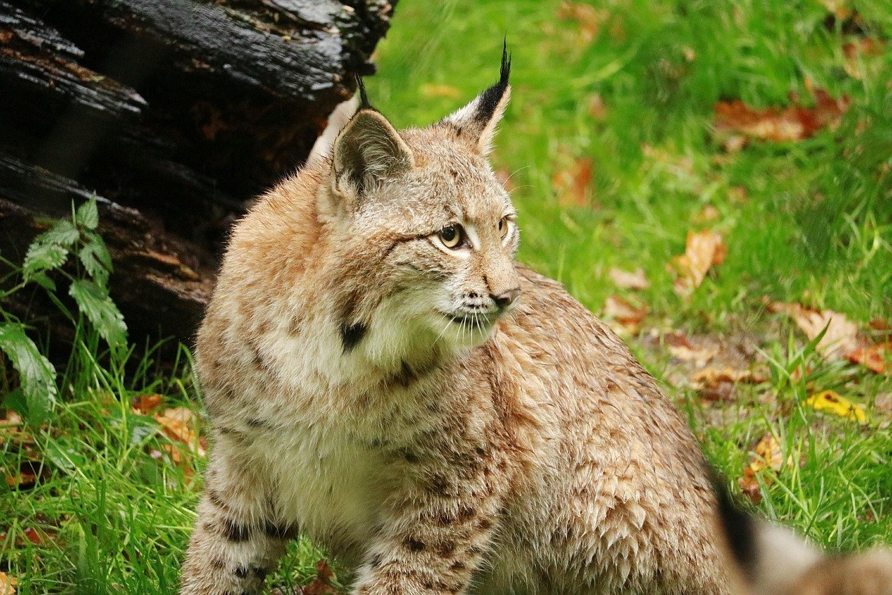 The Lynx: Stealthy Sovereign of the Northern Forests (image credits: pixabay)