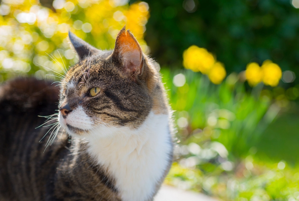 Abyssinian: The Adventurous Spirit (image credits: rawpixel)