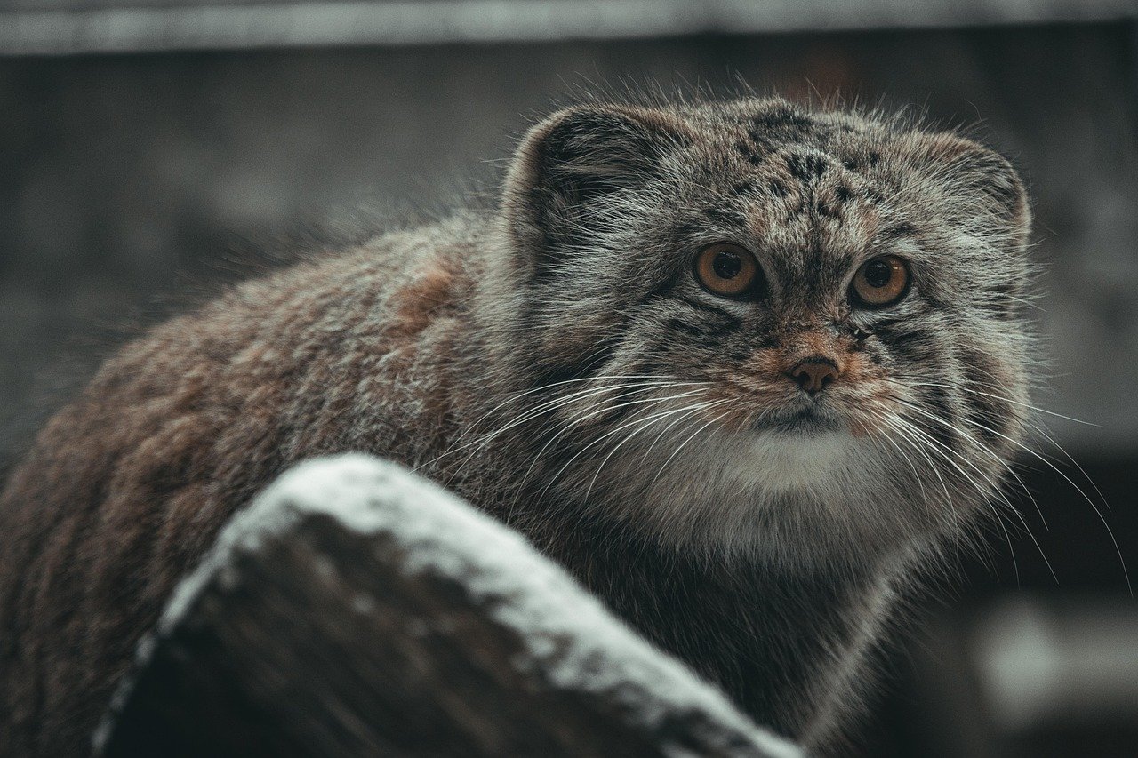 4. The Charming Pallas's Cat (image credits: pixabay)