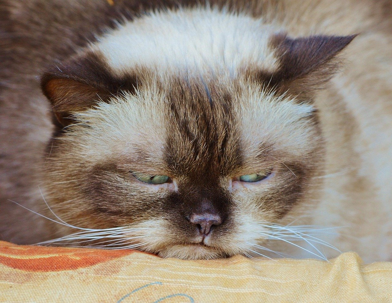 Grumpy Cat 2.0 Emerges (image credits: pixabay)