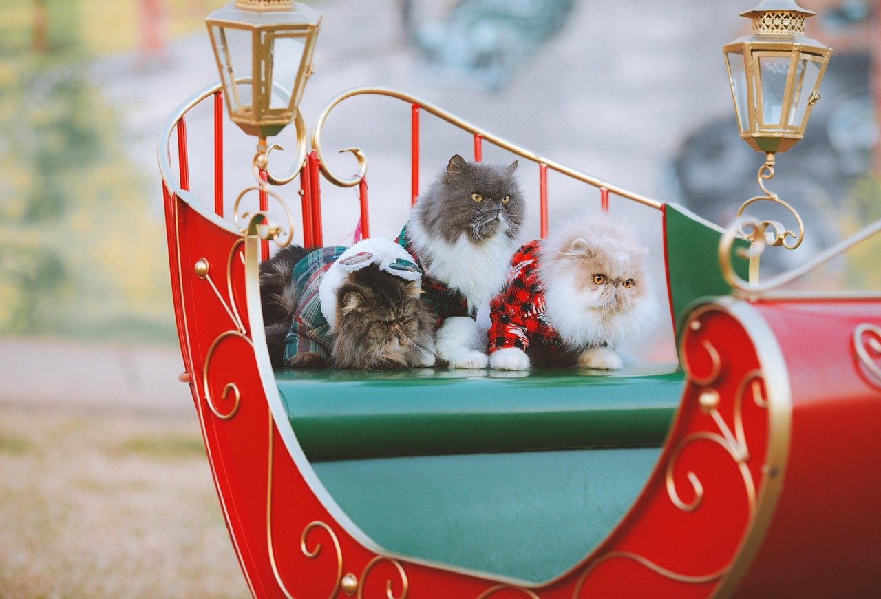 Celebrity Cat Collaborations (image credits: pixabay)