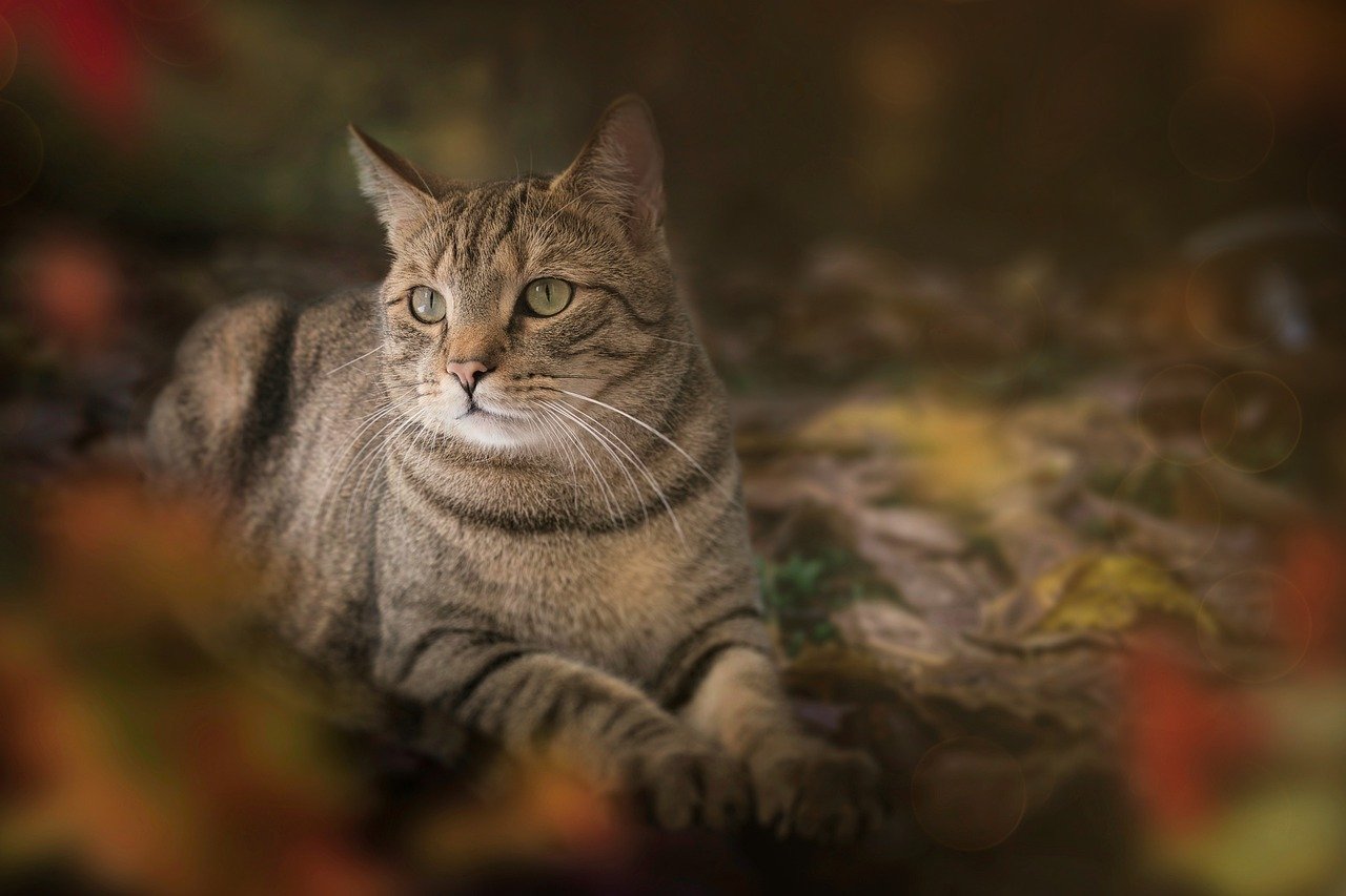 Heathcliff: The Street-Savvy Cat (image credits: pixabay)