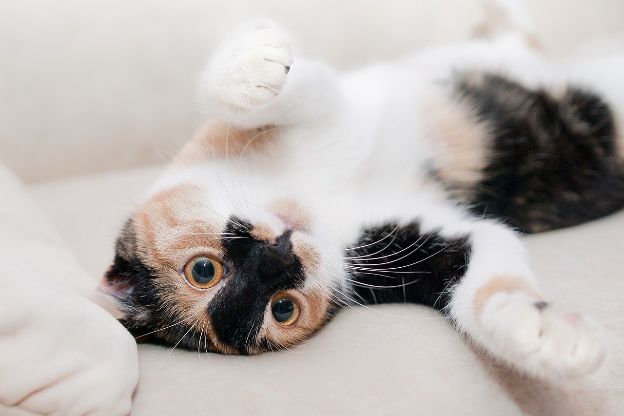 Low-Calorie Options for Overweight Cats (image credits: pixabay)
