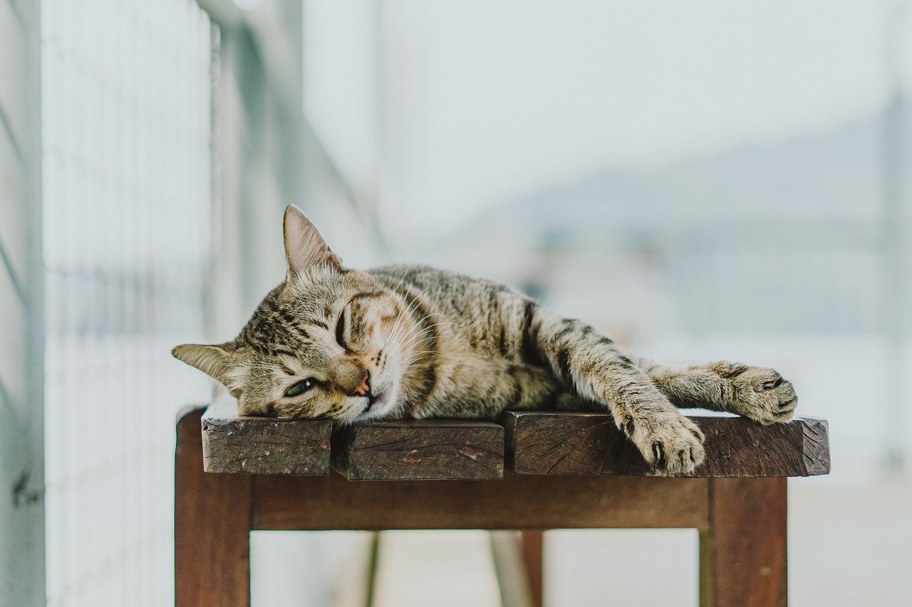 Hypoallergenic Treats for Sensitive Cats (image credits: pixabay)
