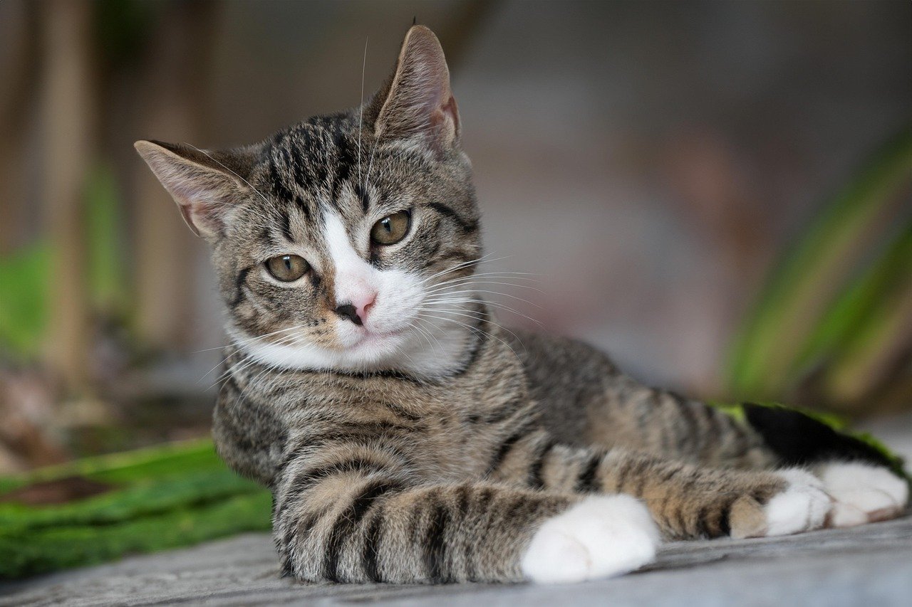 Hairball Control Treats (image credits: pixabay)