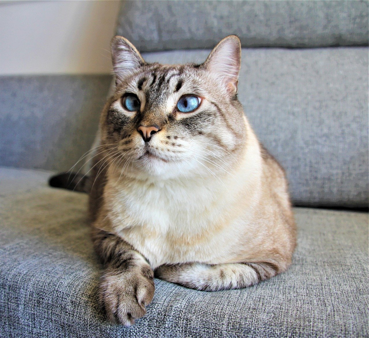 Catnip-Infused Treats for Playful Moments (image credits: pixabay)