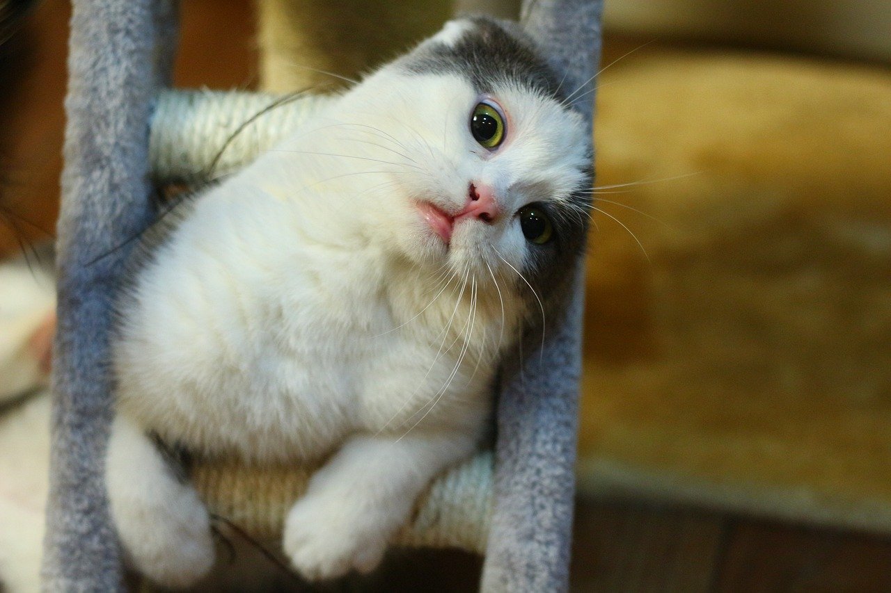 Assuming Indoor Cats Are Immune to Health Issues (image credits: pixabay)