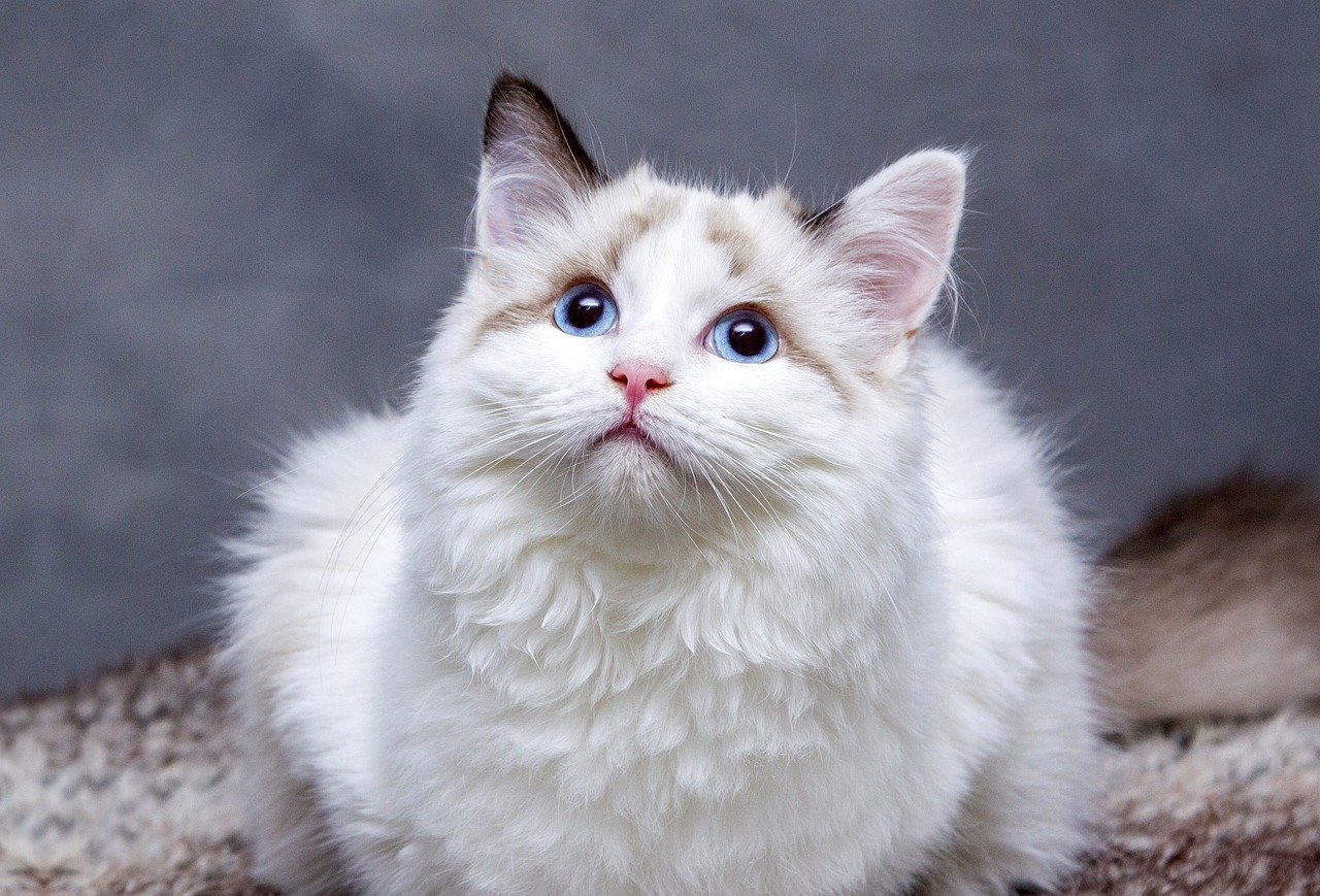 Encouraging Interaction with Other Pets (image credits: pixabay)