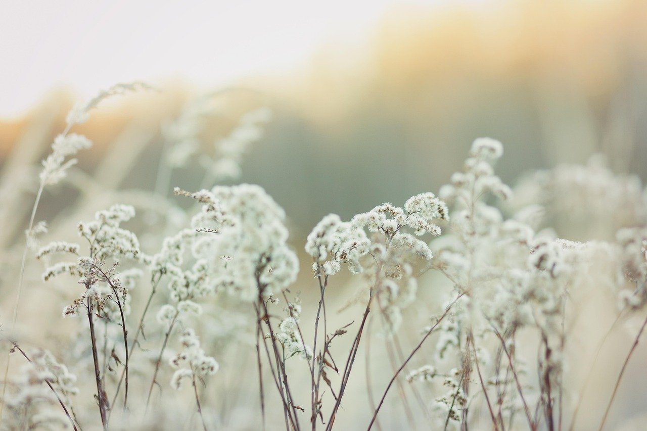 Using Calming Products (image credits: pixabay)