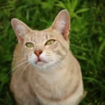 Nervous or Skittish