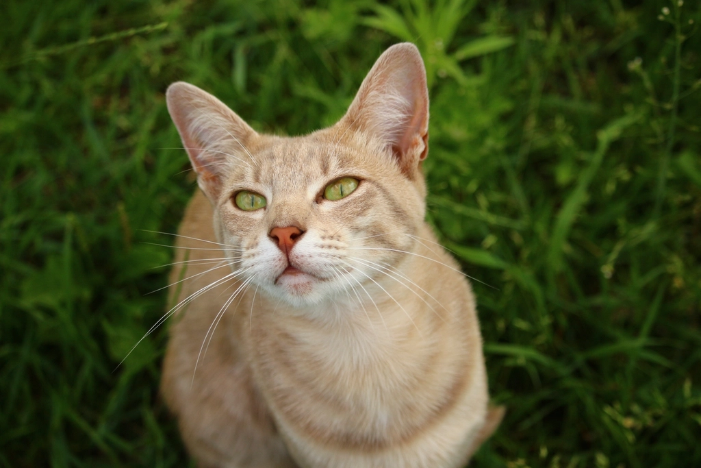 Nervous or Skittish