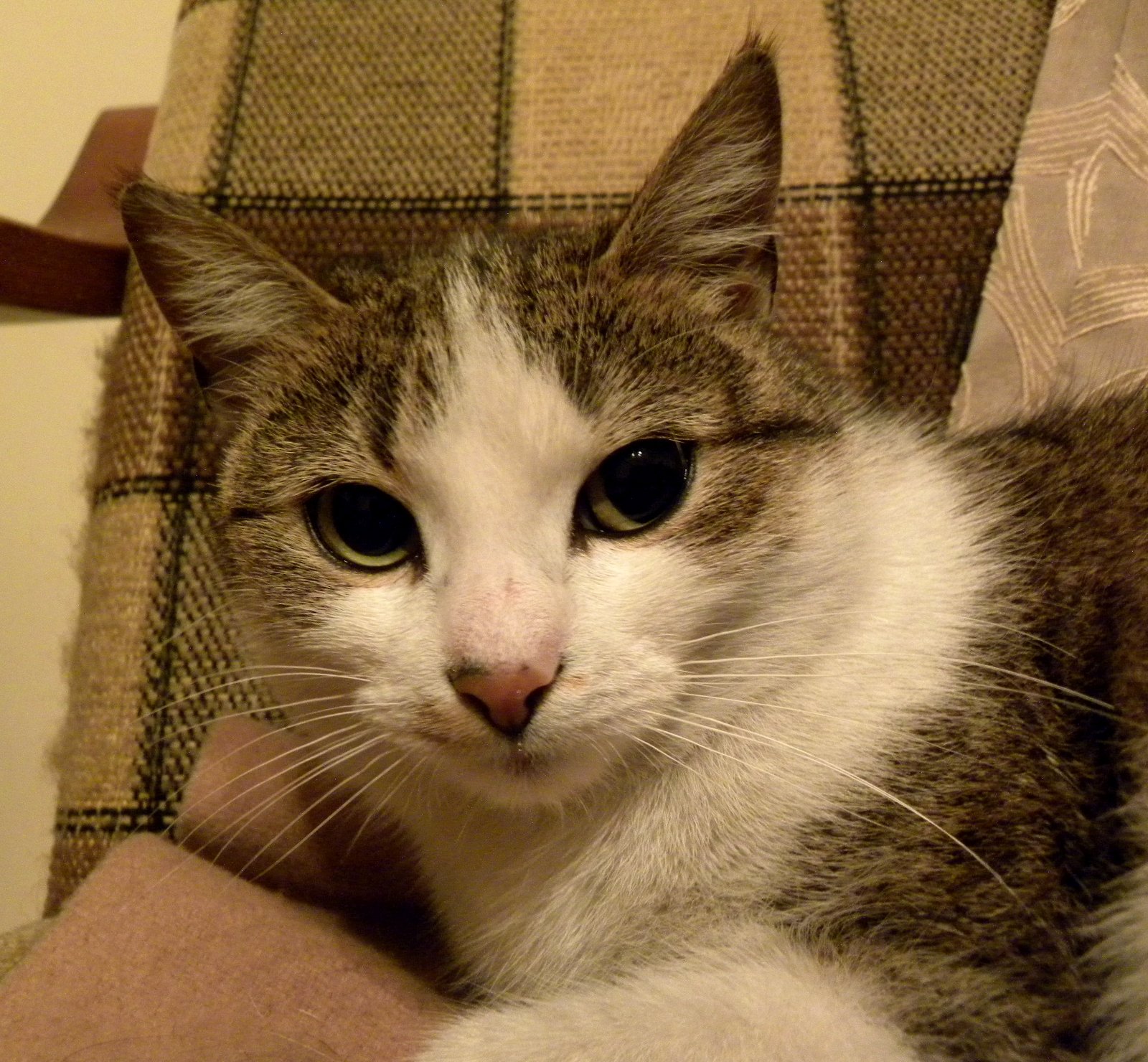 Payment Methods That Raise Eyebrows (image credits: wikimedia)