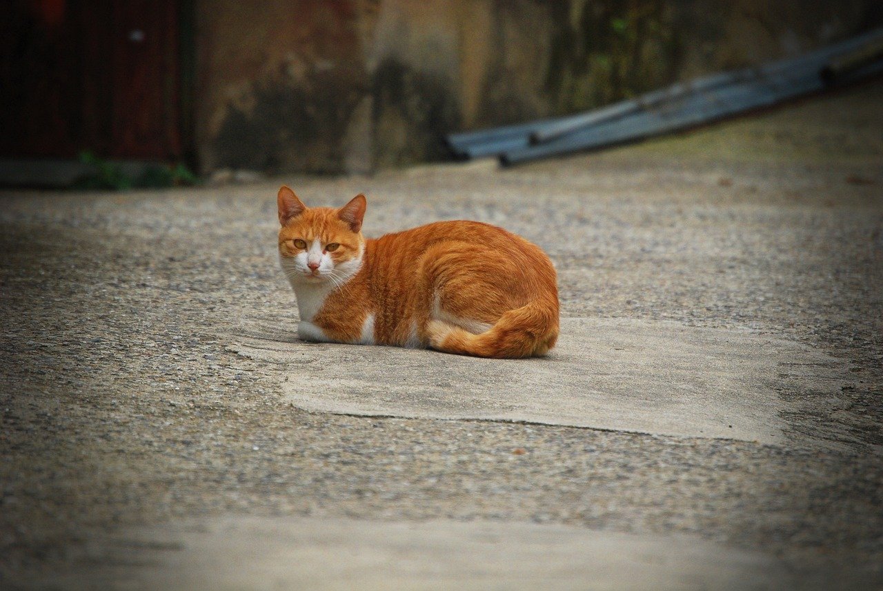 Poor Quality or Stolen Photos (image credits: pixabay)