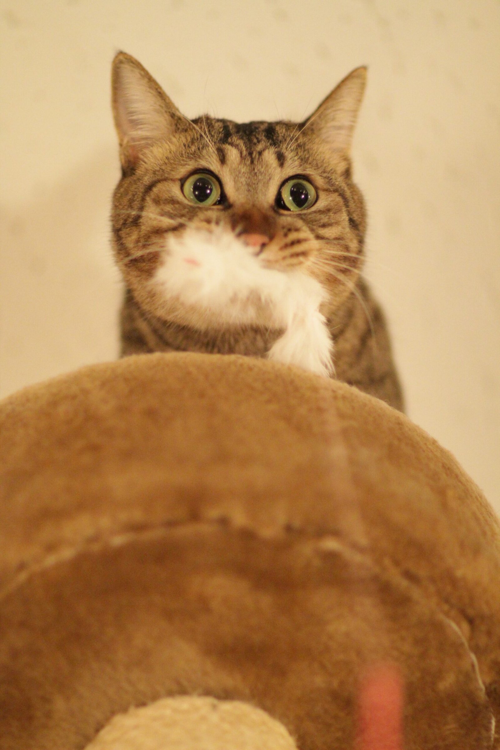 Spotting Fake Documentation (image credits: wikimedia)