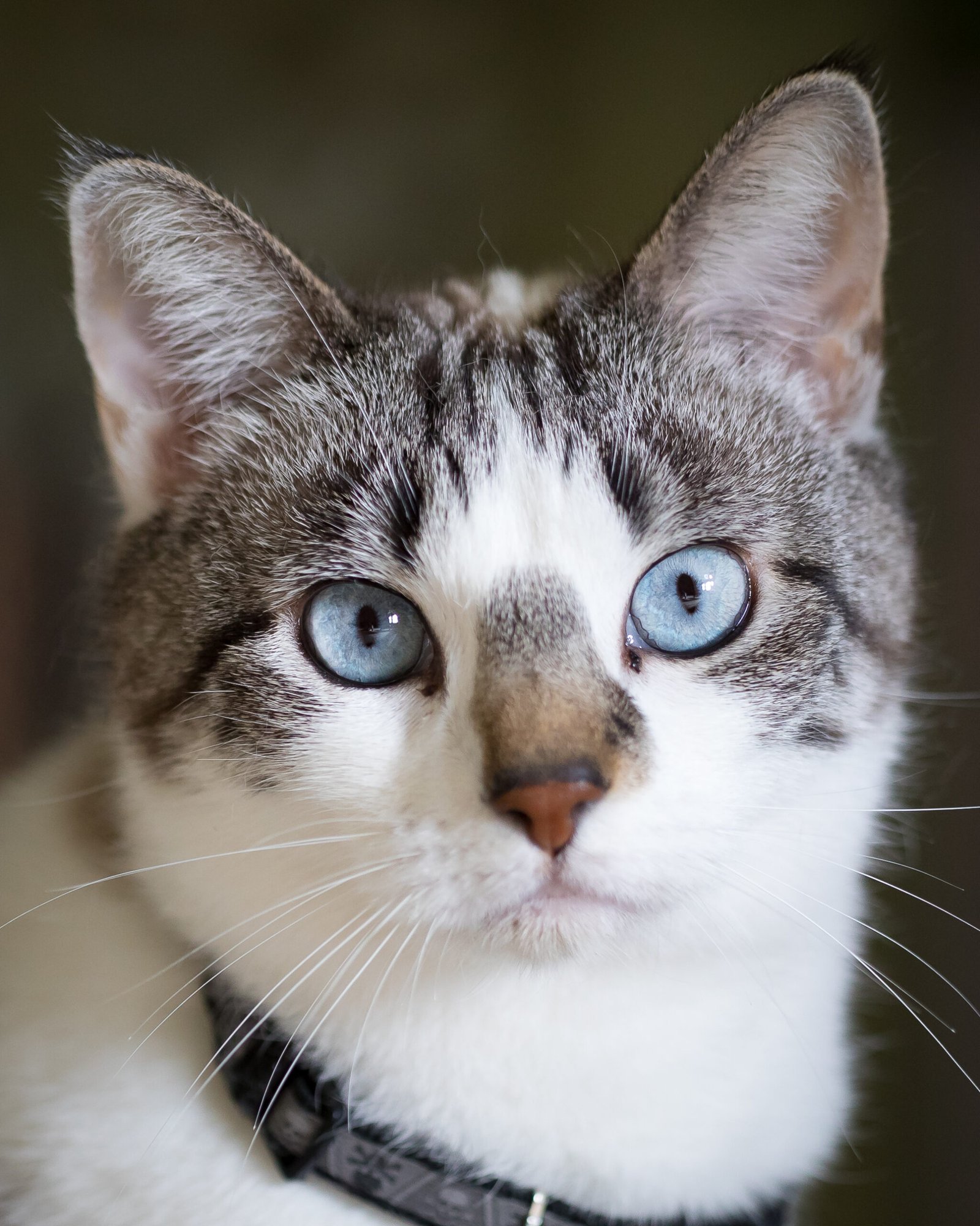 Trusting Your Instincts (image credits: wikimedia)