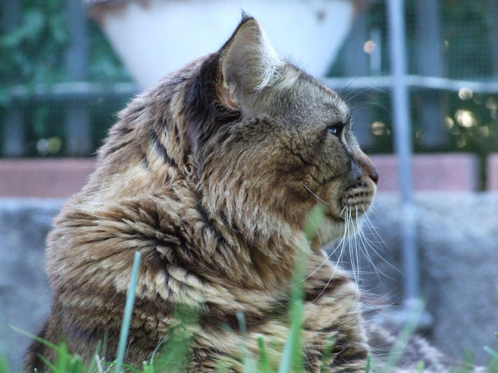 Acclimating to Car Rides (image credits: wikimedia)