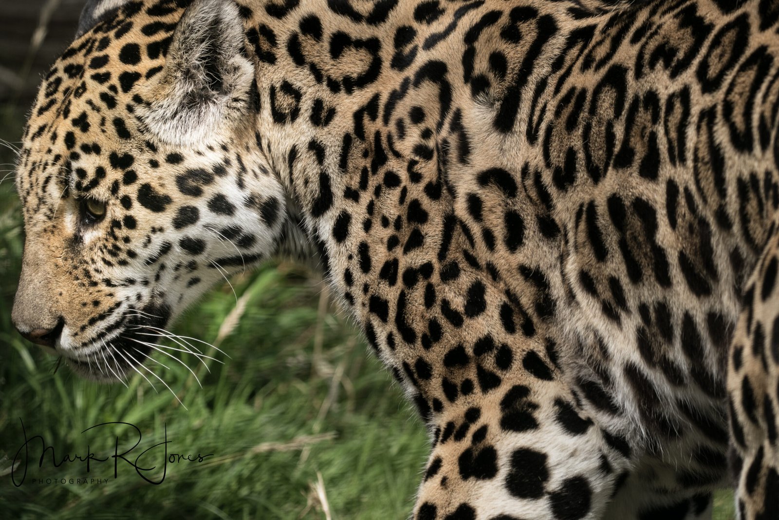 Researching the Sanctuary (image credits: wikimedia)