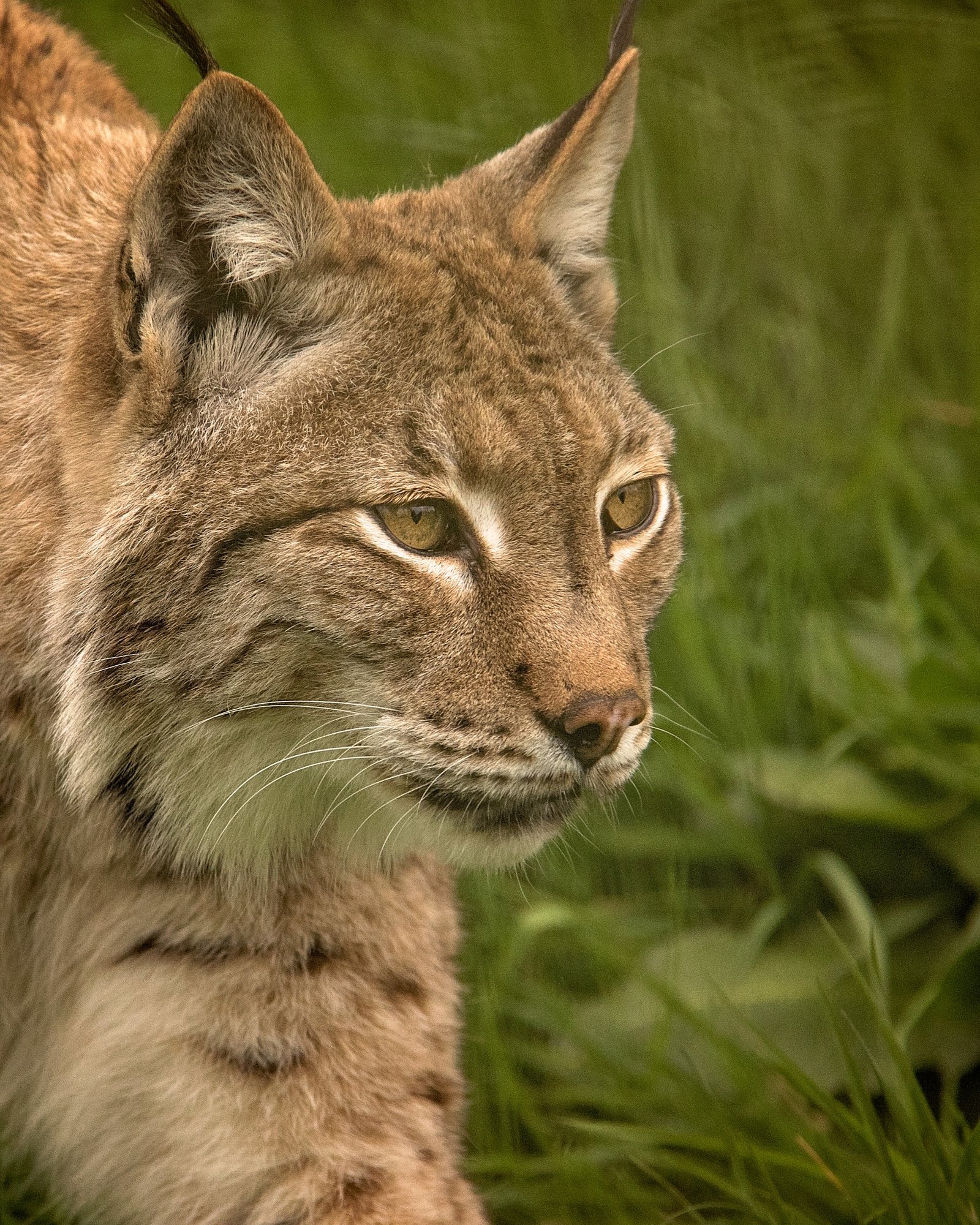 Understanding the Sanctuary’s Conservation Efforts (image credits: wikimedia)