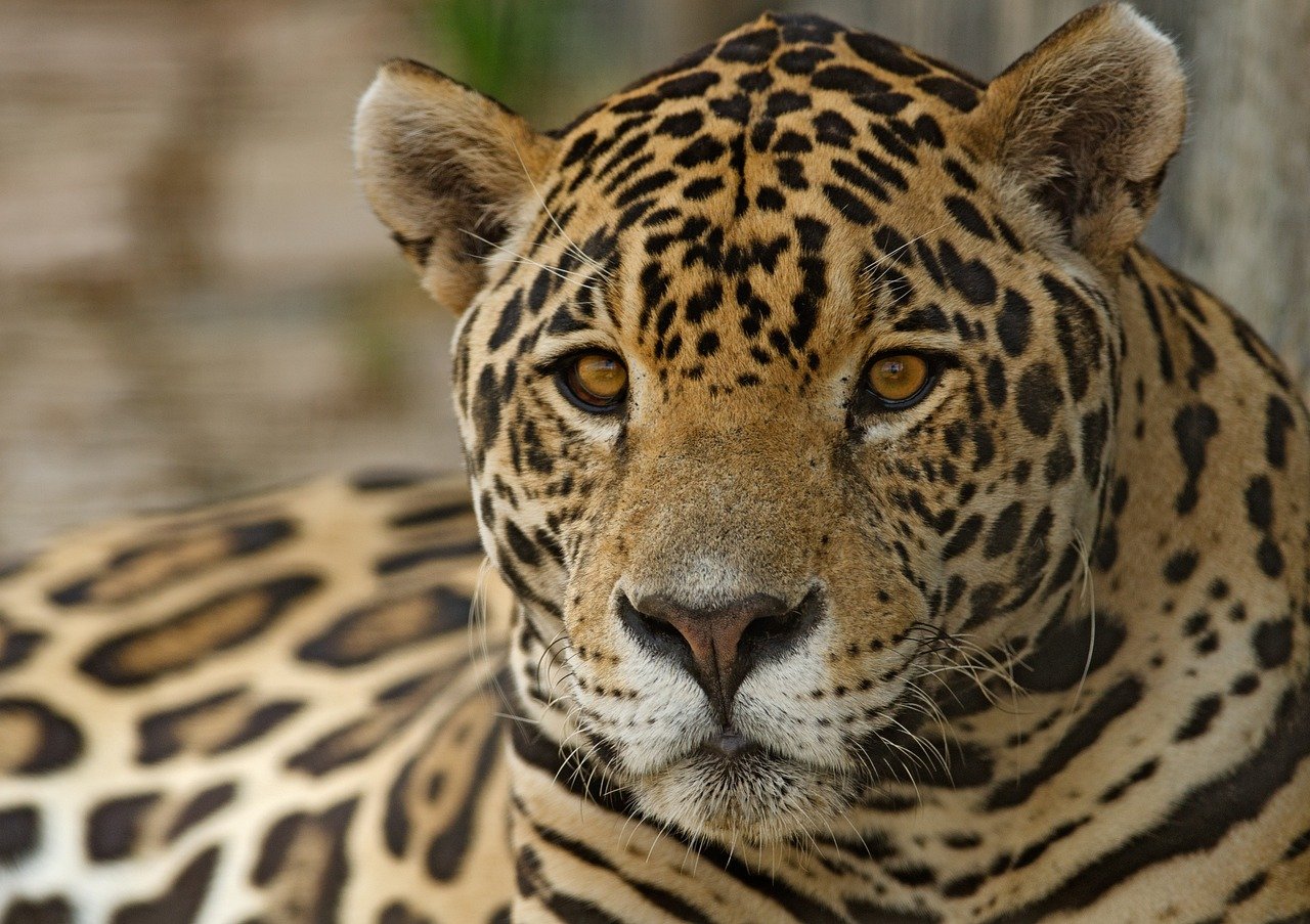 Engaging with Sanctuary Staff (image credits: pixabay)