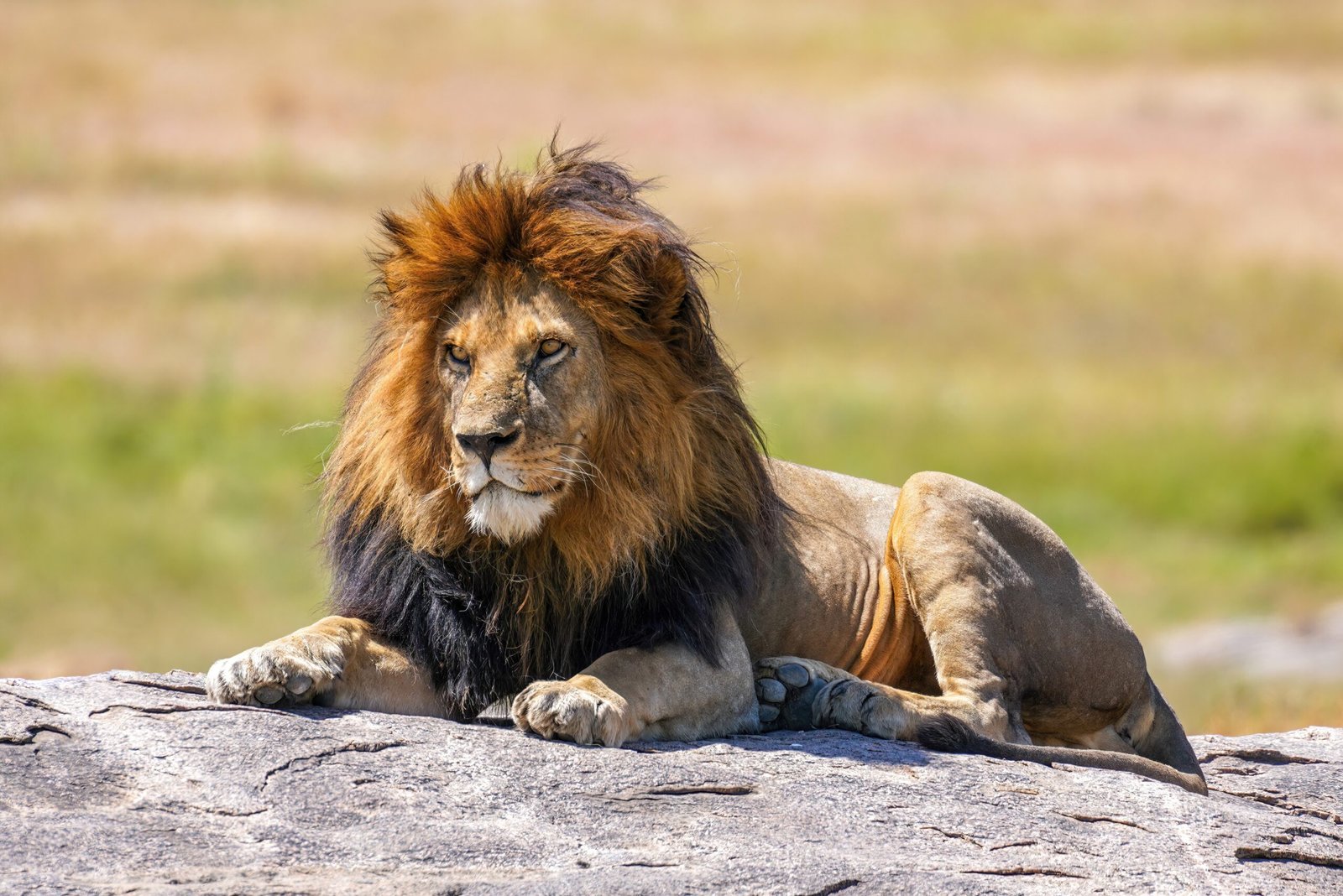 Being Patient and Observant (image credits: wikimedia)