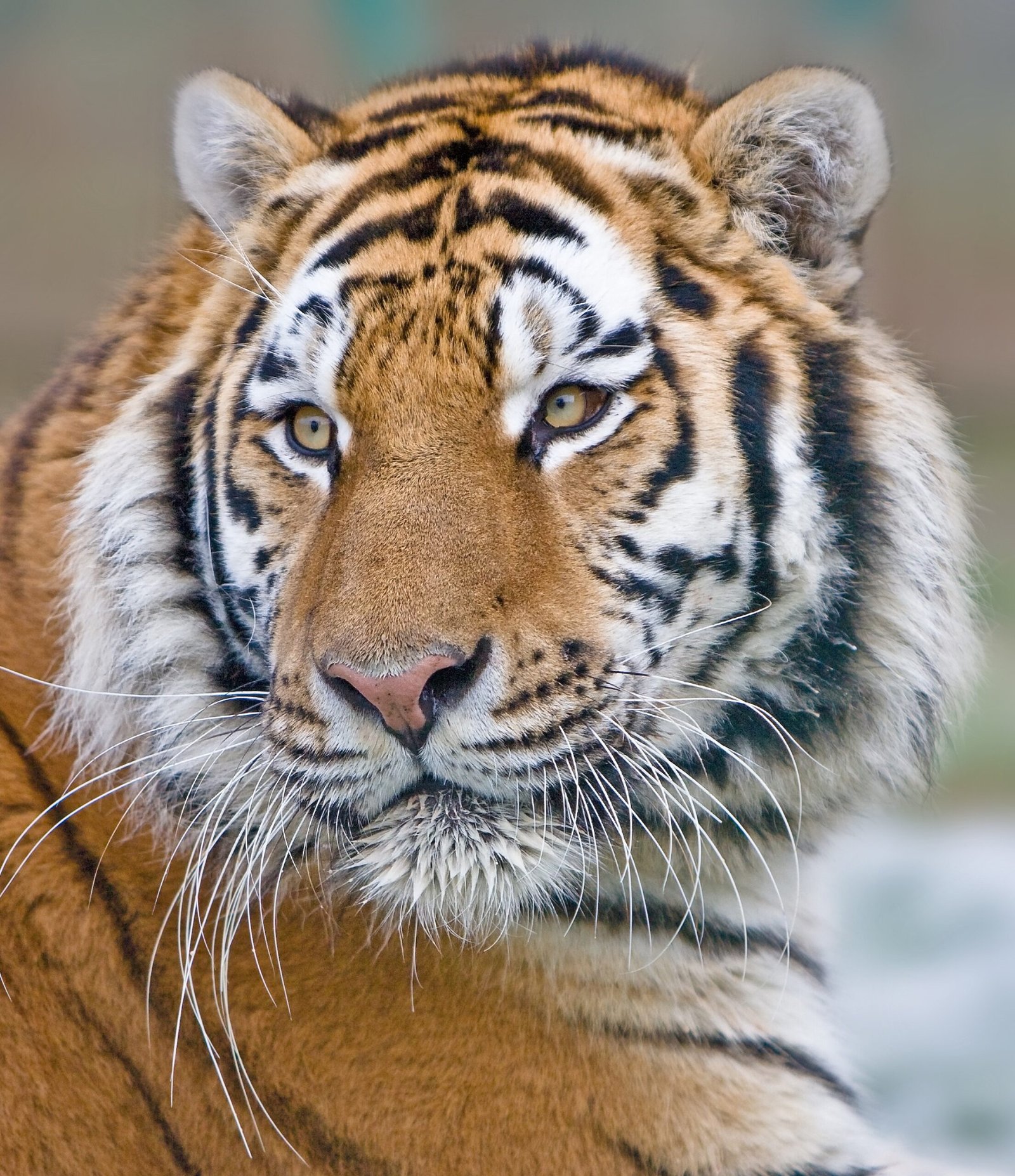 Understanding the Importance of Conservation (image credits: wikimedia)