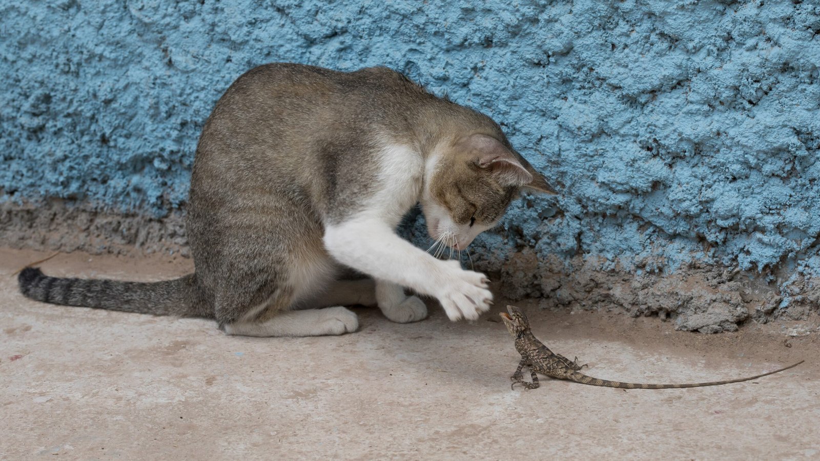 Incorporating Cat-themed Music (image credits: wikimedia)