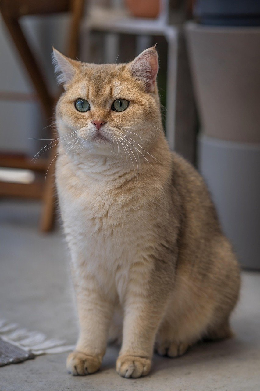 Organizing a Cat Costume Contest (image credits: pixabay)
