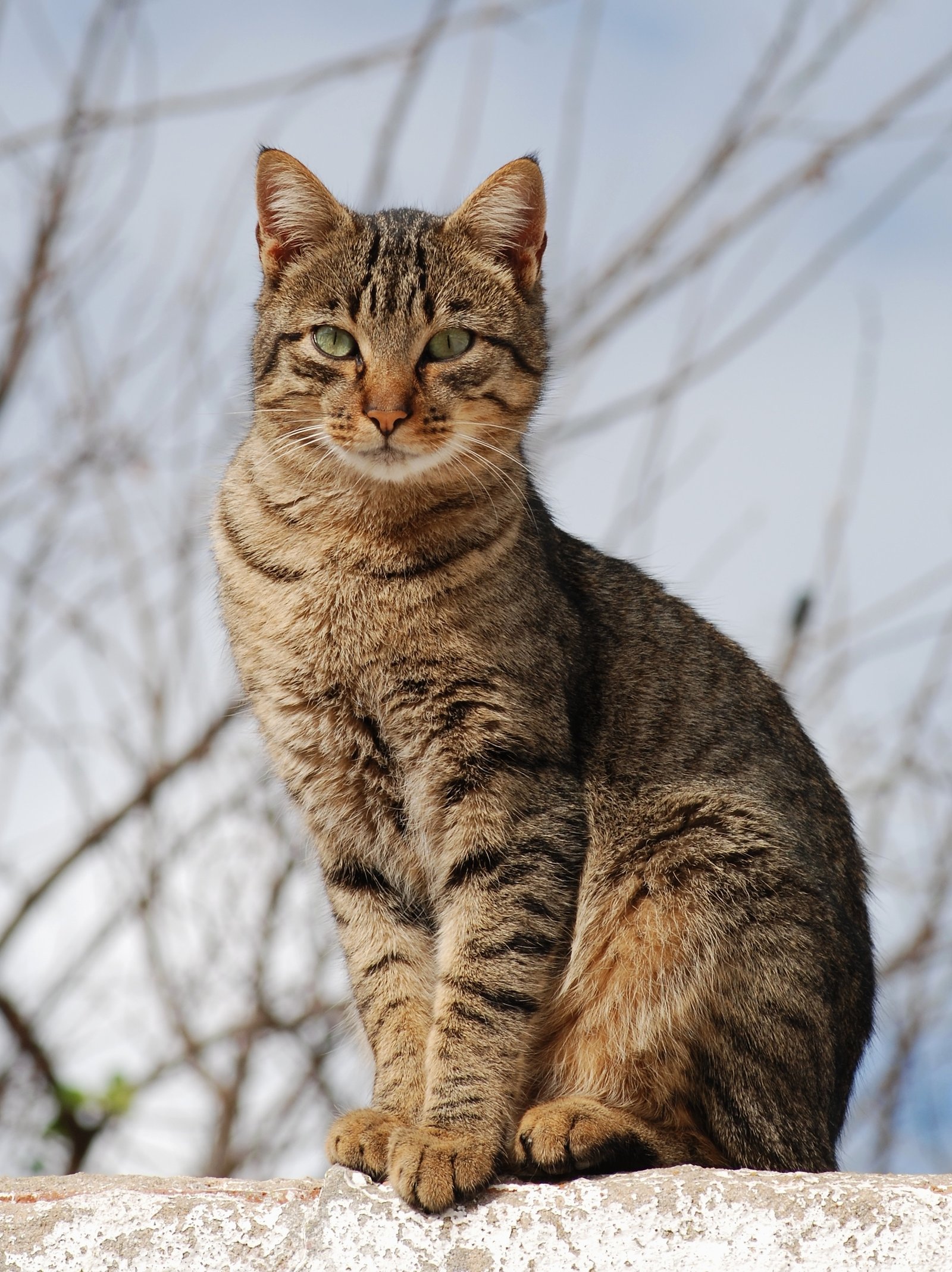 Displaying Cat-themed Art (image credits: wikimedia)