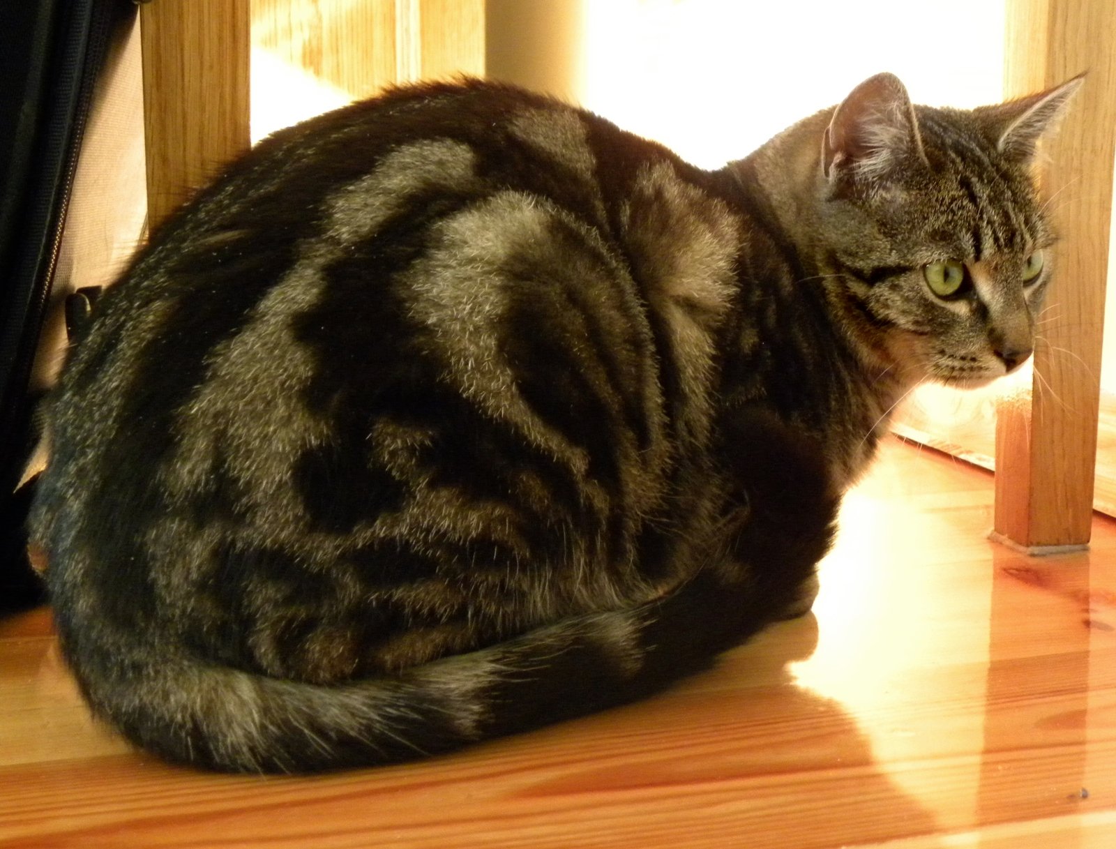 Creating a Cozy Cat Corner (image credits: wikimedia)