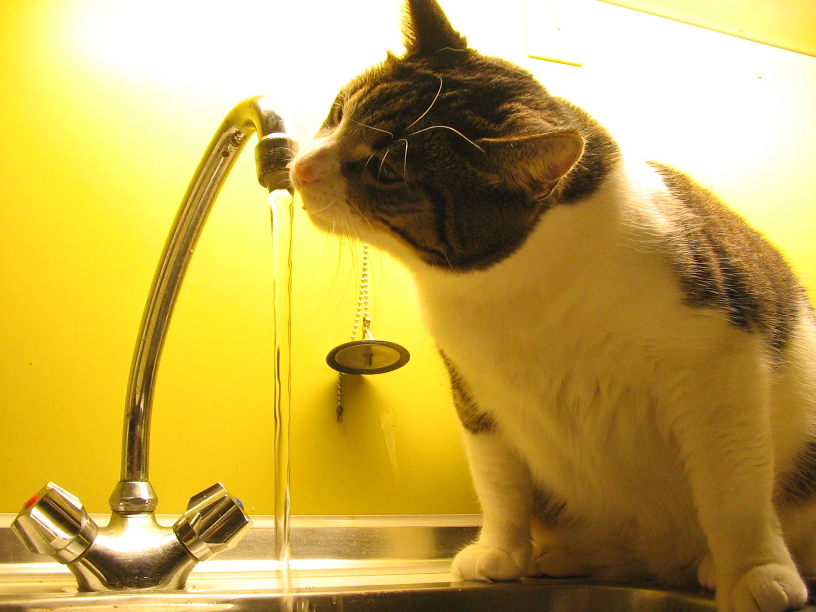 Offering Cat-inspired Drinks (image credits: wikimedia)