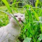 Movements Really Mean?