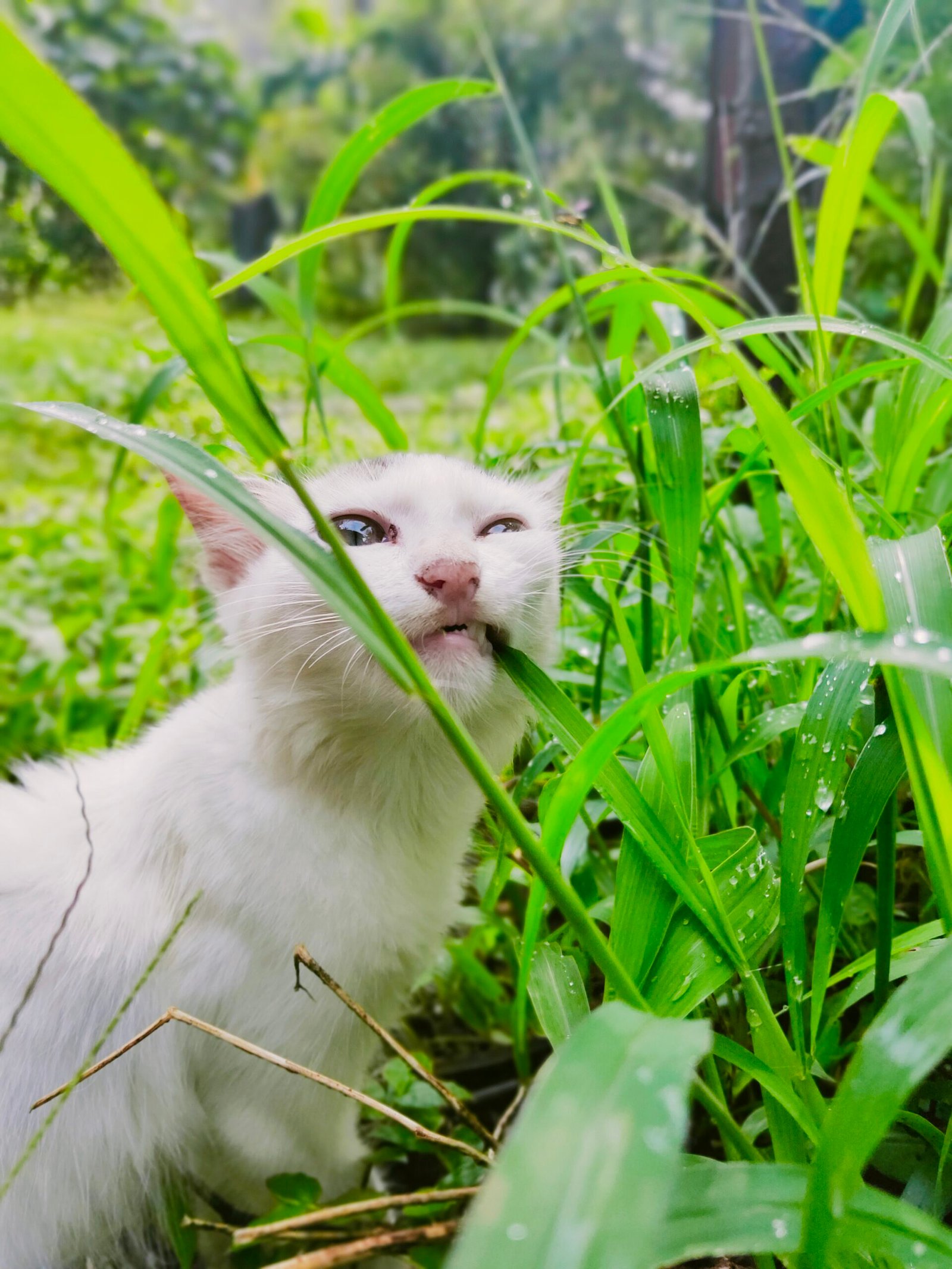 Understanding Your Cat's Dietary Needs (image credits: wikimedia)