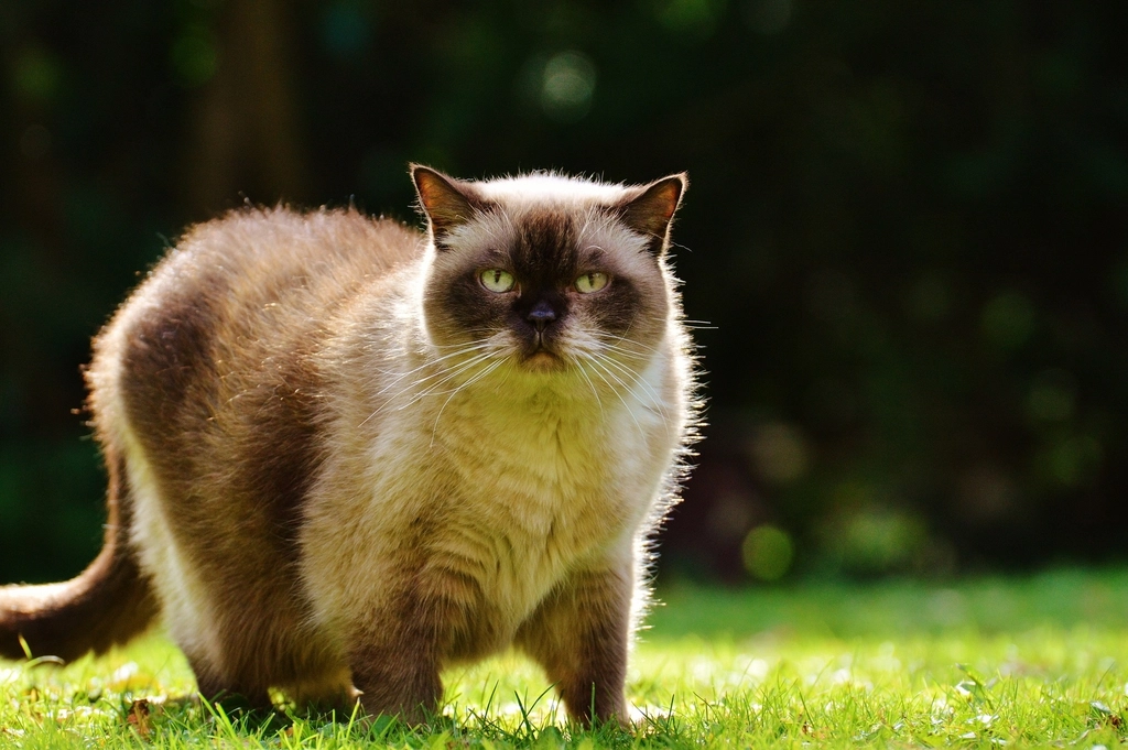 The Loyal Birman (image credits: rawpixel)