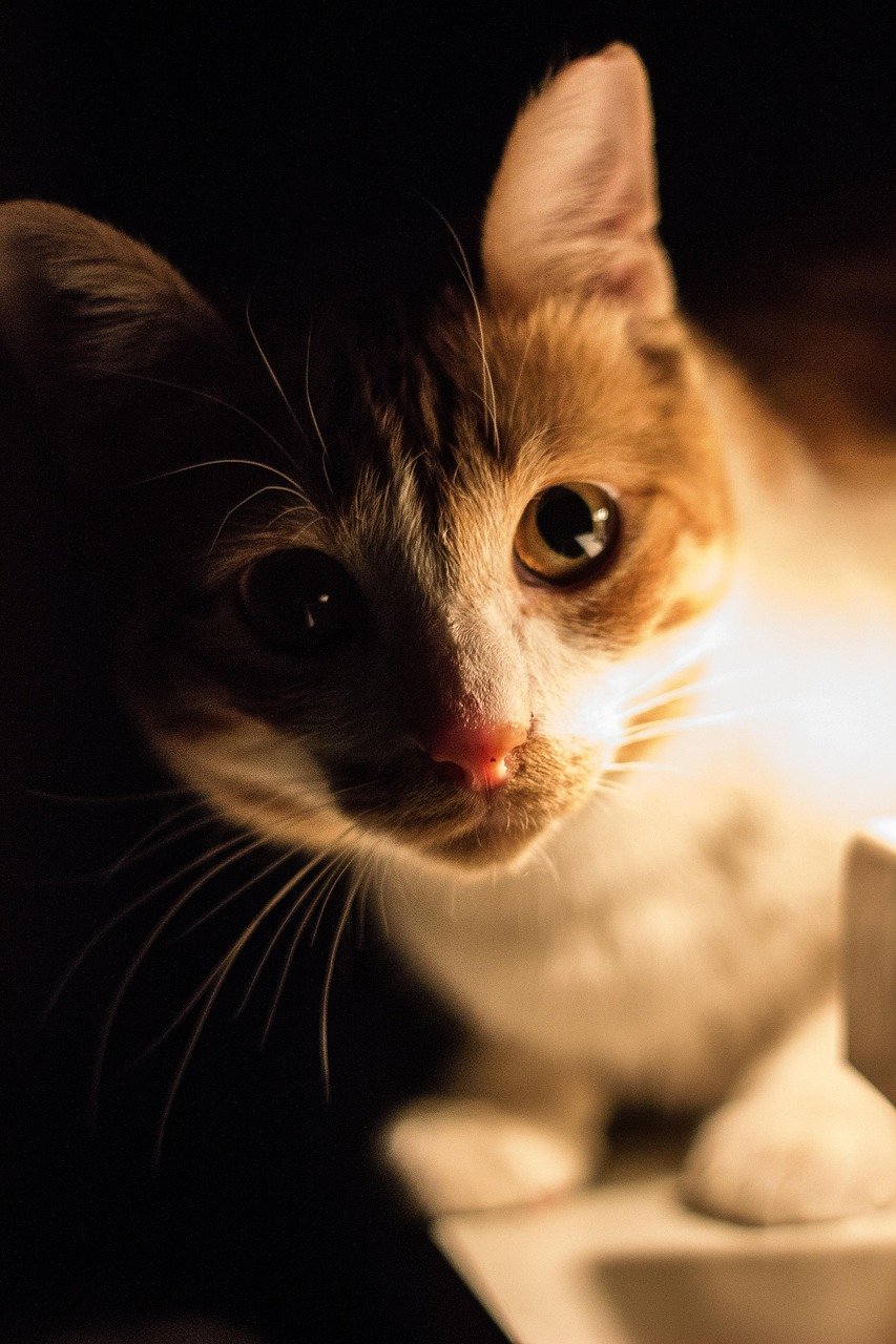 Low Tail: Sign of Submission or Fear (image credits: pixabay)