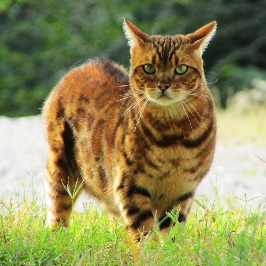 Tail Tapping on the Floor: Mild Annoyance (image credits: wikimedia)