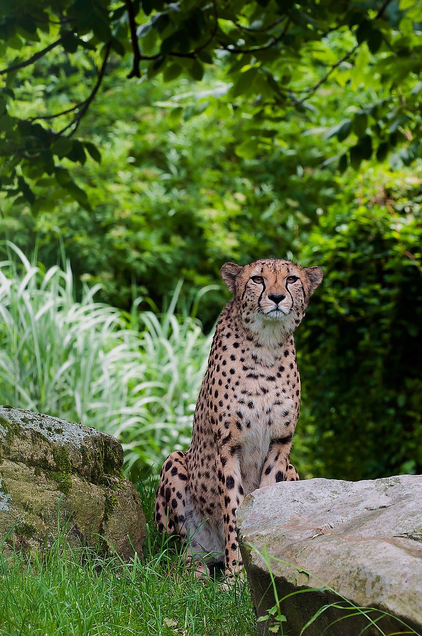 The Silent Cheetah (image credits: pixabay)