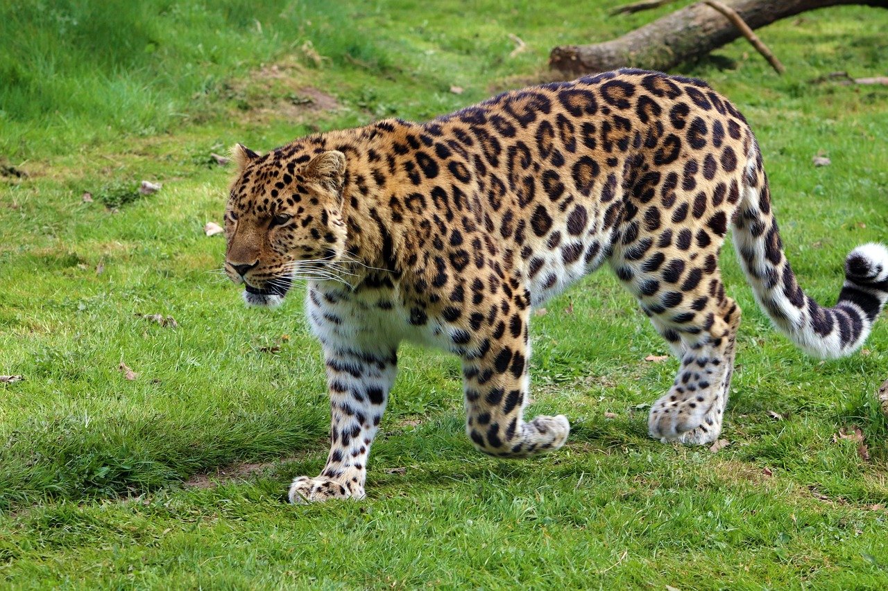 The Endangered Amur Leopard (image credits: pixabay)