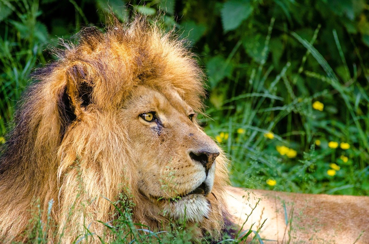 The Fierce African Lion (image credits: pixabay)