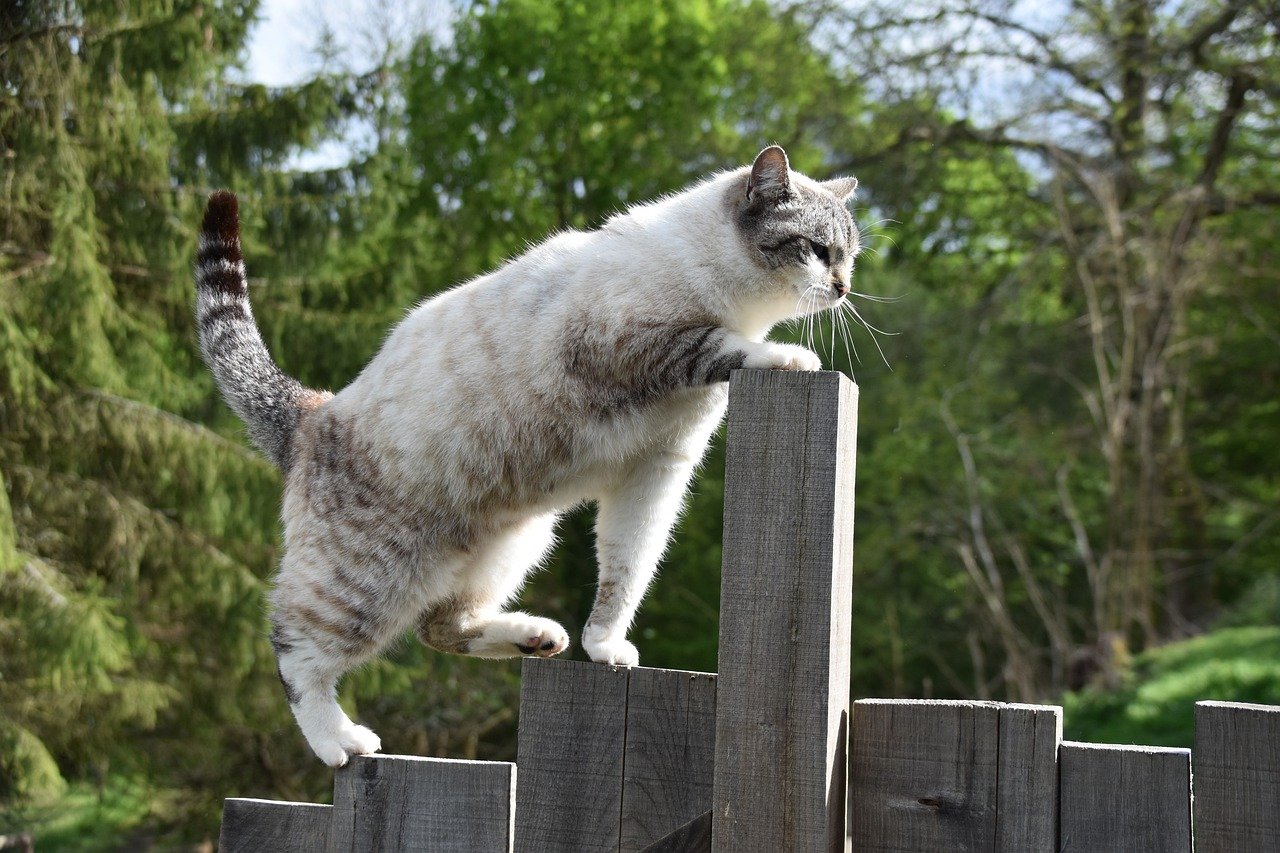 The Unique Traits of Cats (image credits: pixabay)