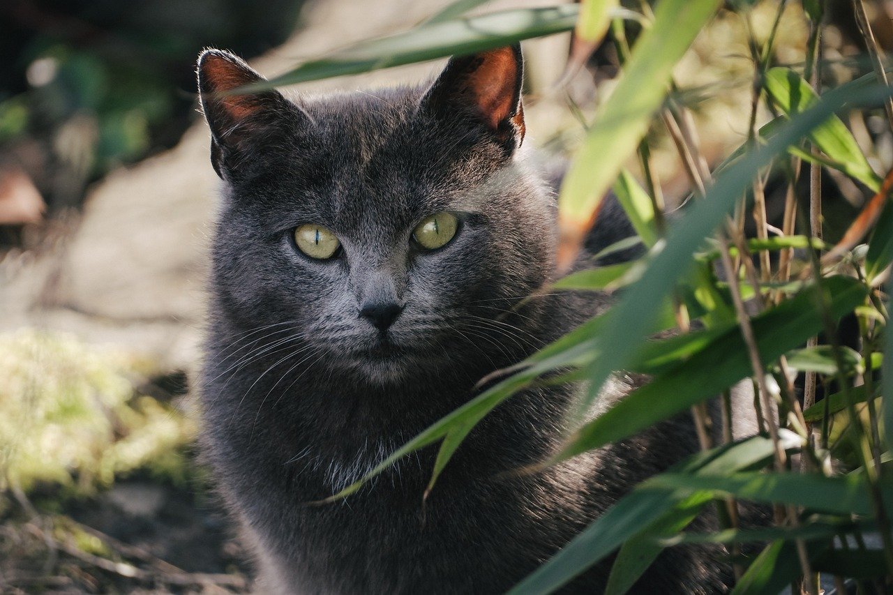 Popular Feline Fashion Brands (image credits: pixabay)