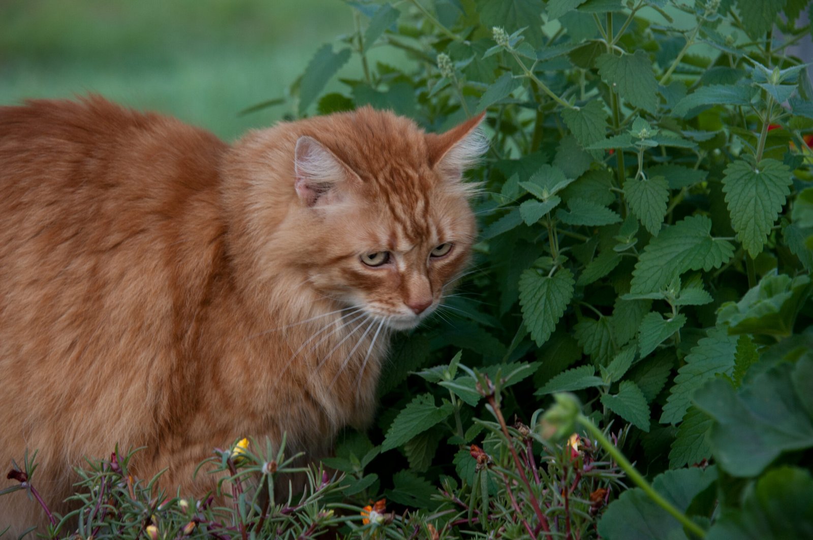 Introducing Cat Grass and Catnip (image credits: wikimedia)