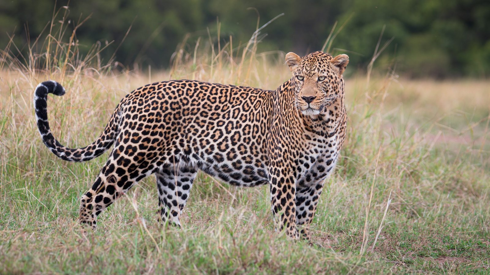 Future Prospects for Big Cat Tourism (image credits: wikimedia)