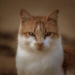 Feline Fashion Brands