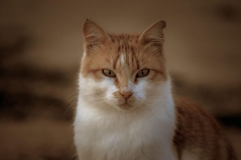 Feline Fashion Brands