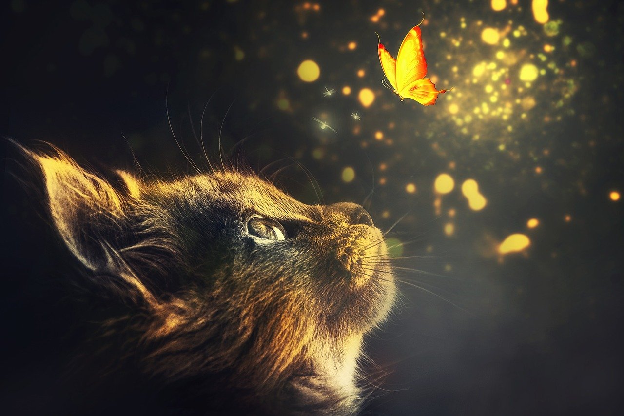 Being Wary of Emotional Manipulation (image credits: pixabay)